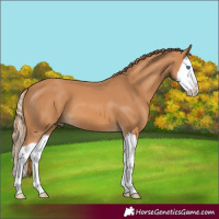 Horse Color:Chestnut Splash 