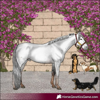 Horse Color:Gray White Spotted Liver Chestnut 