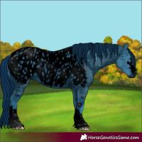 Horse Color:Unknown 