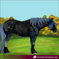 Horse Color:Unknown 