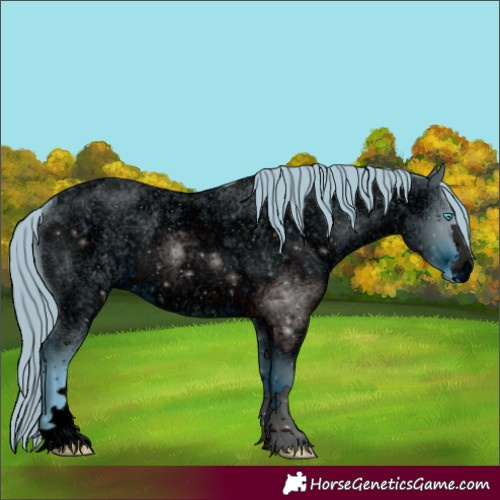 Horse Color:Unknown 