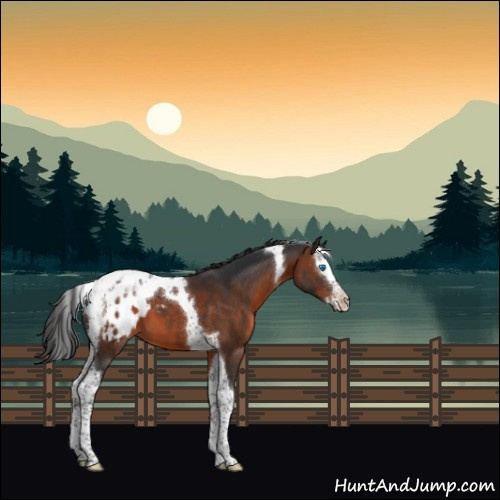 Horse Color:Brown Splash Tobiano Appaloosa 