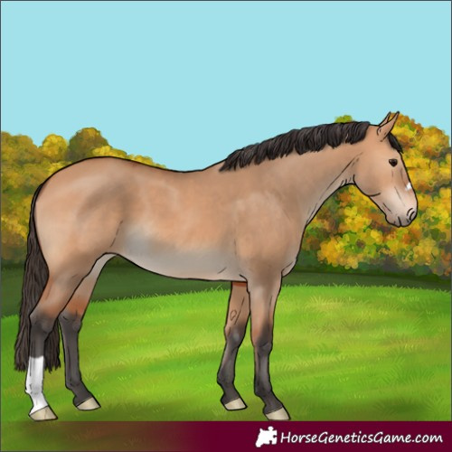 Horse Color:Bay Dun 