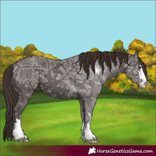 Horse Color:Unknown 