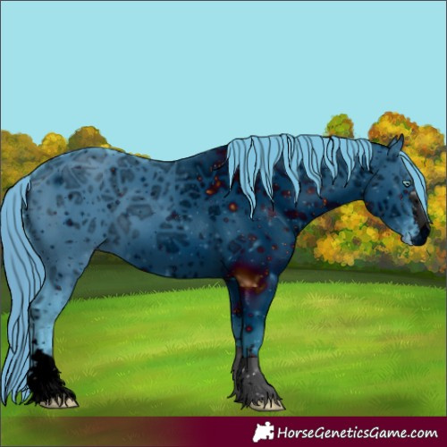 Horse Color:Unknown 