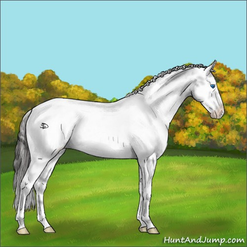 Horse Color:Liver Chestnut Frame 