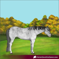 Horse Color:White Spotted Blue Roan Rabicano and Gray White Spotted Blue Roan Rabicano