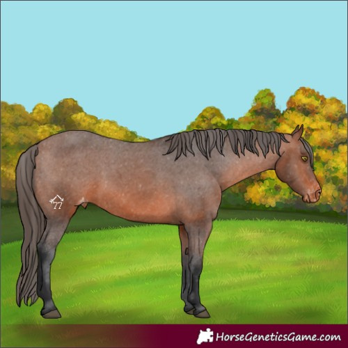 Horse Color:Bay Appaloosa 