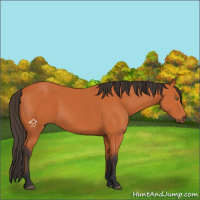 Horse Color:Bay 