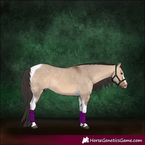 Horse Color:Bay Dun Tobiano 