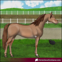 Horse Color:Red Dun 