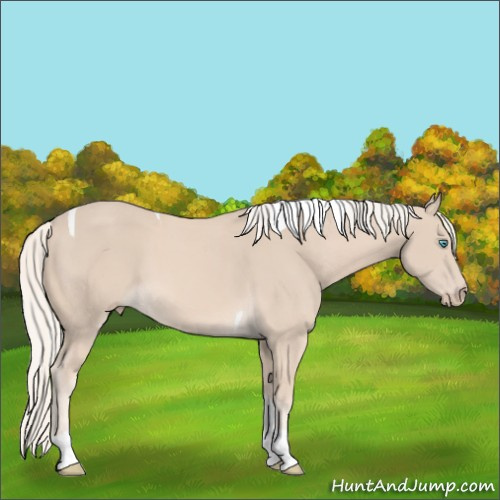 Horse Color:Cremello Tobiano 