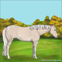 Horse Color:Cremello Tobiano 