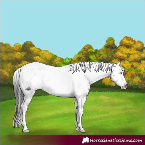 Horse Color:Liver Chestnut Frame 
