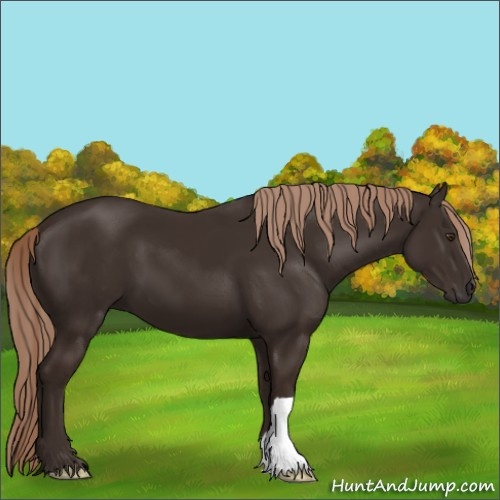 Horse Color:Liver Chestnut 
