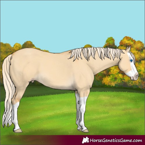 Horse Color:Gold Cream Champagne Dun Splash 