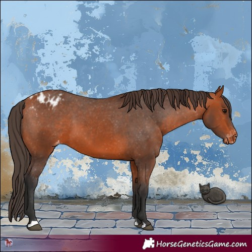 Horse Color:Bay Appaloosa 