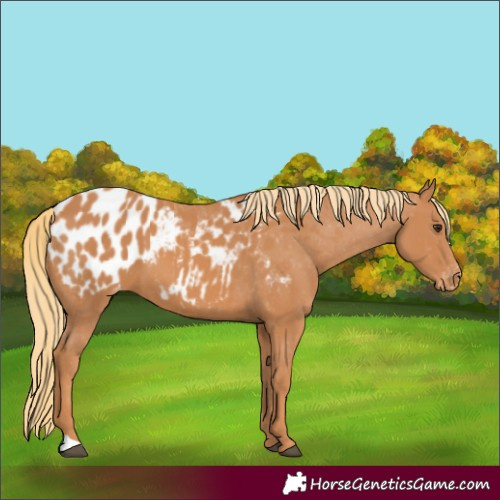 Horse Color:Chestnut Appaloosa