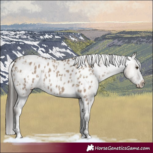 Horse Color:Liver Red Dun Appaloosa  and Liver Red Dun Splash Appaloosa 