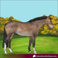 Horse Color:Brown Dun 