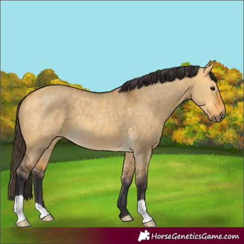 Horse Color:Buckskin Dun 