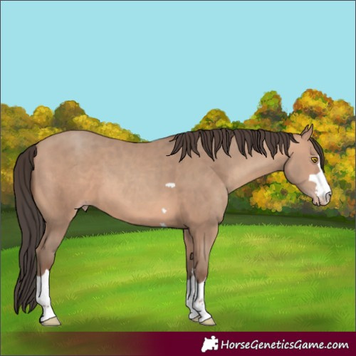 Horse Color:Amber Champagne 