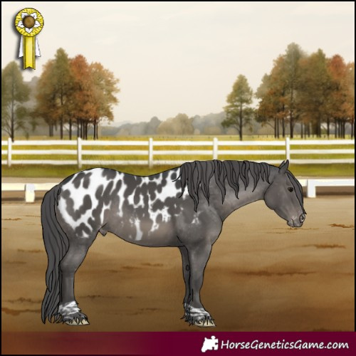 Horse Color:Black Tobiano Appaloosa Rabicano 