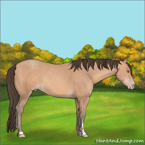Horse Color:Amber Champagne 