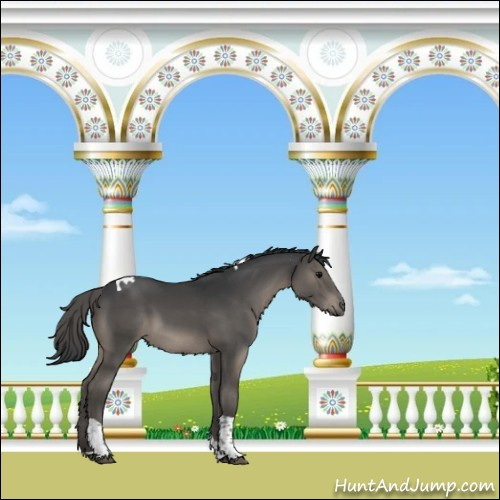 Horse Color:Grullo Tobiano 