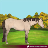 Horse Color:Amber Champagne Dun 
