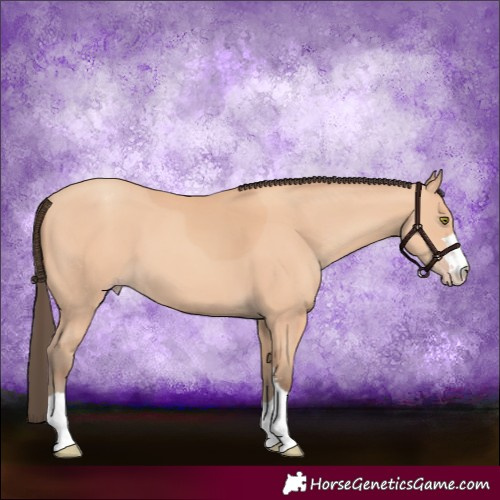 Horse Color:Amber Champagne