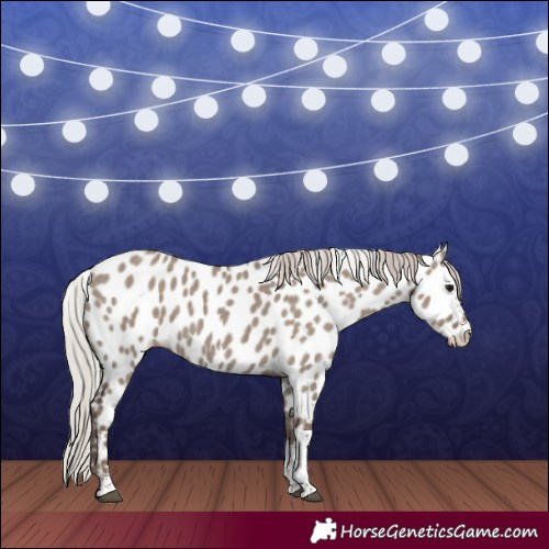 Horse Color:Silver Grullo Sabino Tobiano Appaloosa Rabicano 