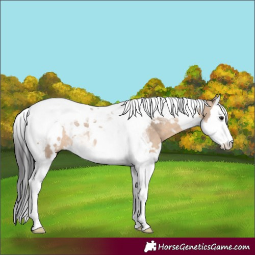 Horse Color:White Spotted Brown Dun Splash Tobiano Rabicano 