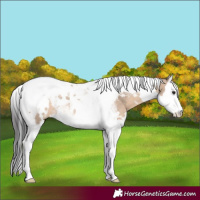 Horse Color:White Spotted Brown Dun Splash Tobiano Rabicano 