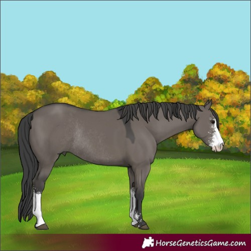 Horse Color:Grullo Sabino Rabicano 