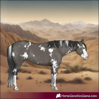 Horse Color:White Spotted Grullo Splash 