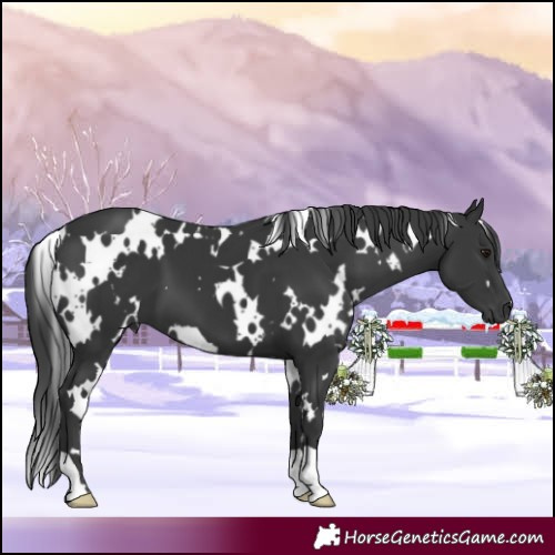Horse Color:White Spotted Black 
