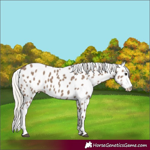 Horse Color:Silver Grullo Sabino Appaloosa Rabicano 
