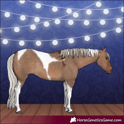 Horse Color:Silver Brown Dun Tobiano Rabicano 