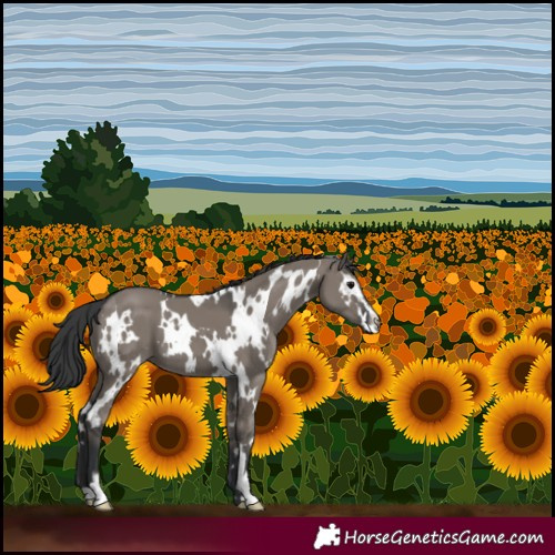 Horse Color:White Spotted Grullo Sabino 