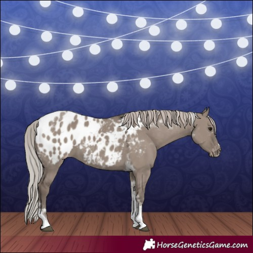 Horse Color:Silver Grullo Tobiano Appaloosa 