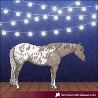 Horse Color:Silver Grullo Tobiano Appaloosa 