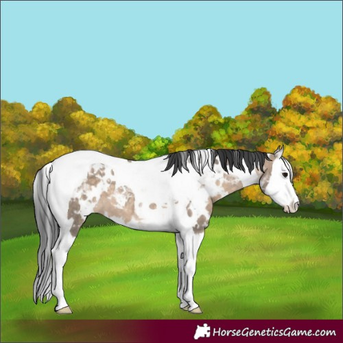 Horse Color:White Spotted Brown Dun Splash Tobiano 