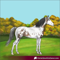 Horse Color:White Spotted Brown Dun Splash Tobiano 
