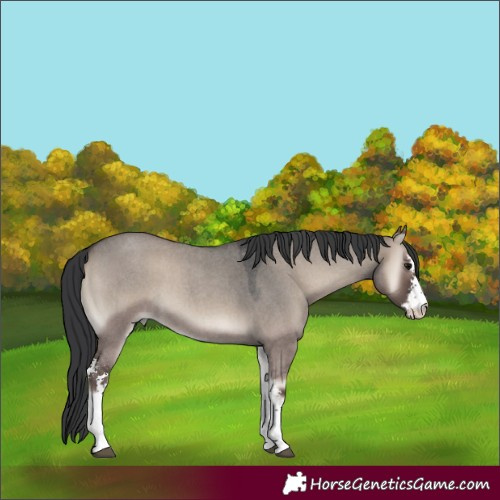 Horse Color:Grullo Roan Onyx Sabino 