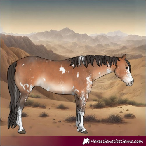 Horse Color:White Spotted Bay 