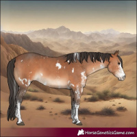 Horse Color:White Spotted Bay 