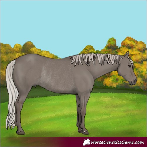 Horse Color:Silver Grullo Rabicano 
