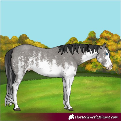 Horse Color:White Spotted Grullo Sabino Splash 