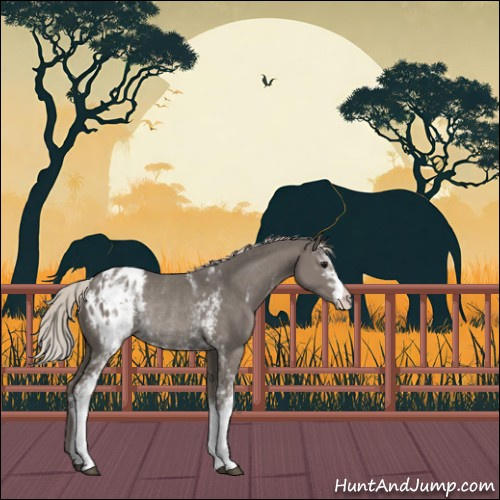 Horse Color:White Spotted Silver Grullo Appaloosa Rabicano 